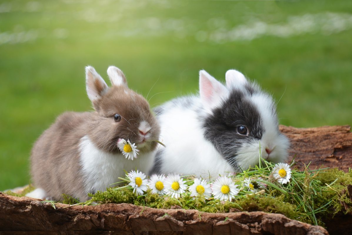 Keeping Pet Rabbits at Home