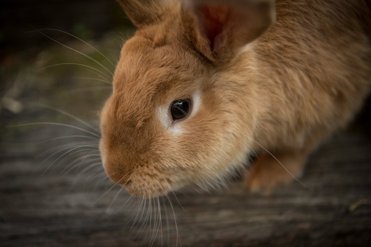 Rabbit Hutches and Cages