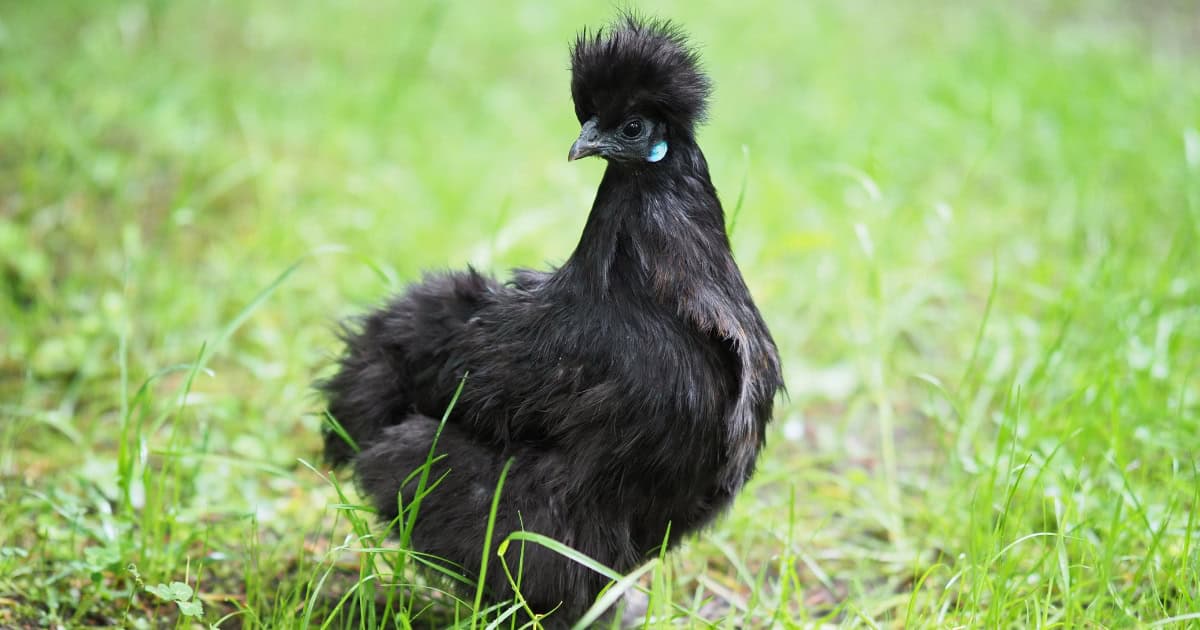 Black Silkie Chicken breed