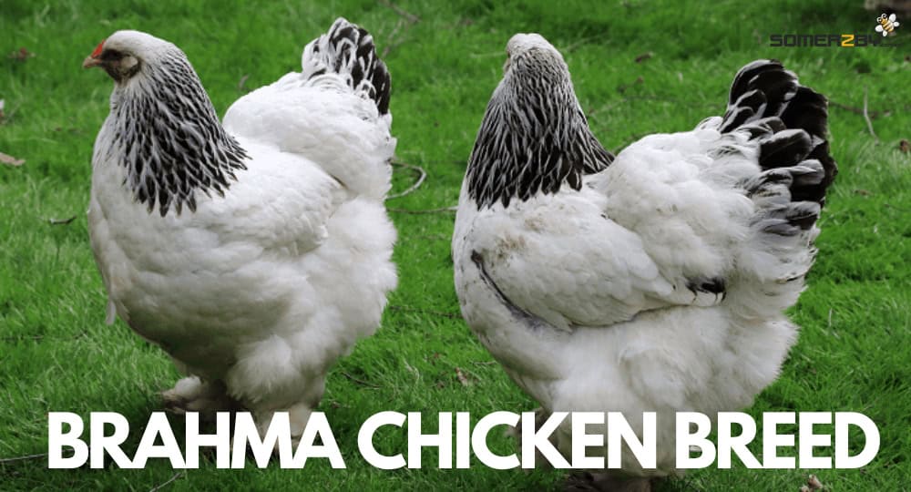 Brahma Chicken Breed