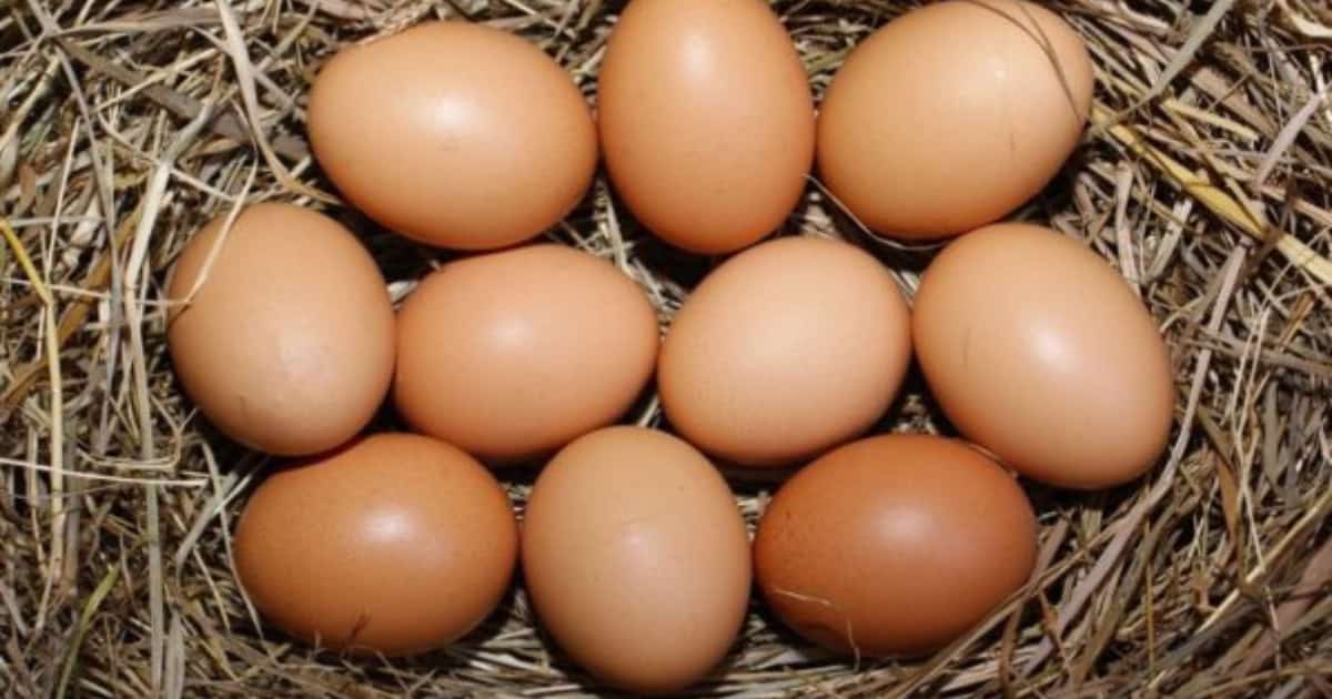 Brahma's lay 3-4 eggs a week
