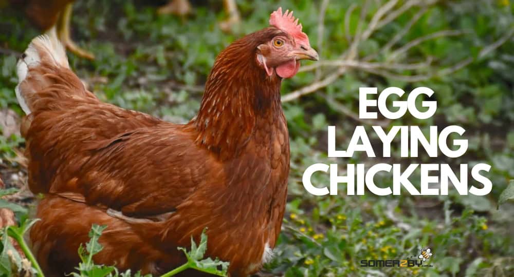 Egg Laying Chickens