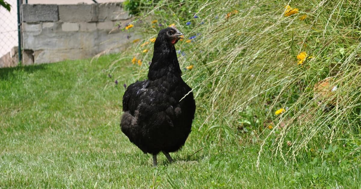 Jersey Giant Black Chicken Breed