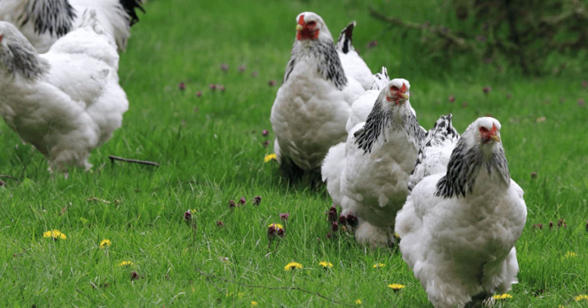 Large Black and White Brahma Flock