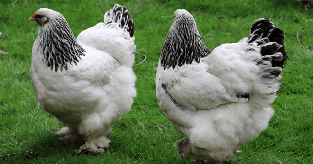 Large Black and White Brahma Pair