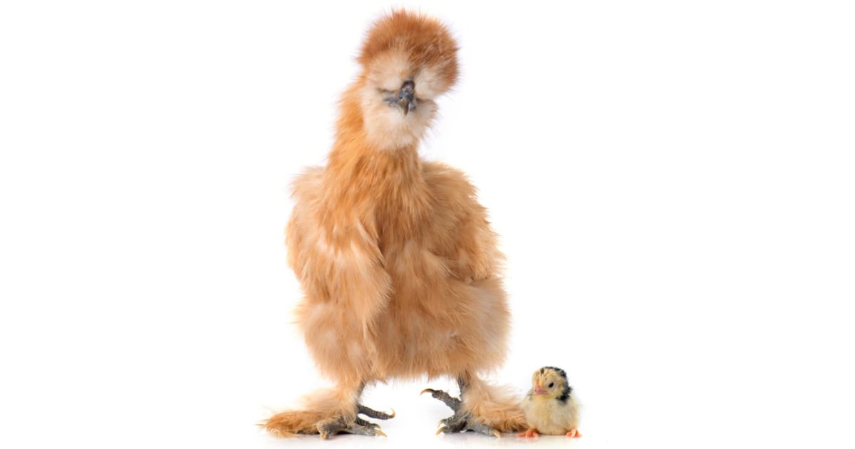 Silkies are classified as an Asiatic Breed