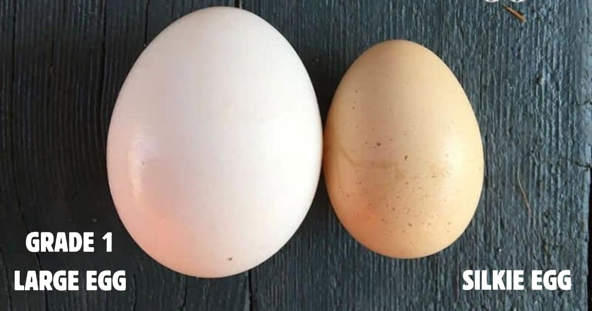 Small Traditional Silkie Eggs