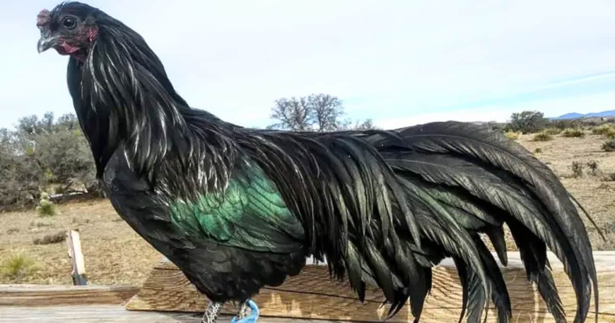 Sumatra Black Chicken Breed