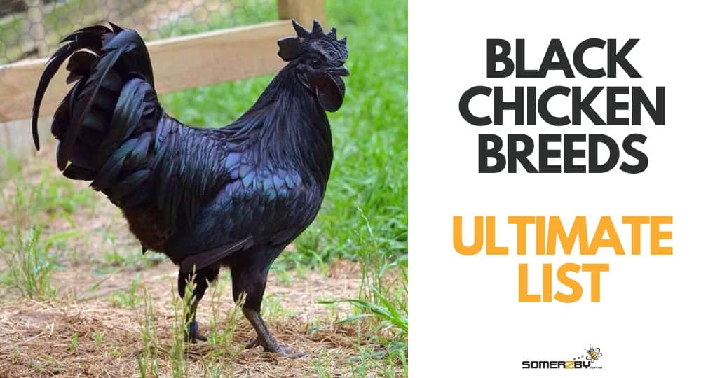 Ultimate List of Black Chicken Breeds