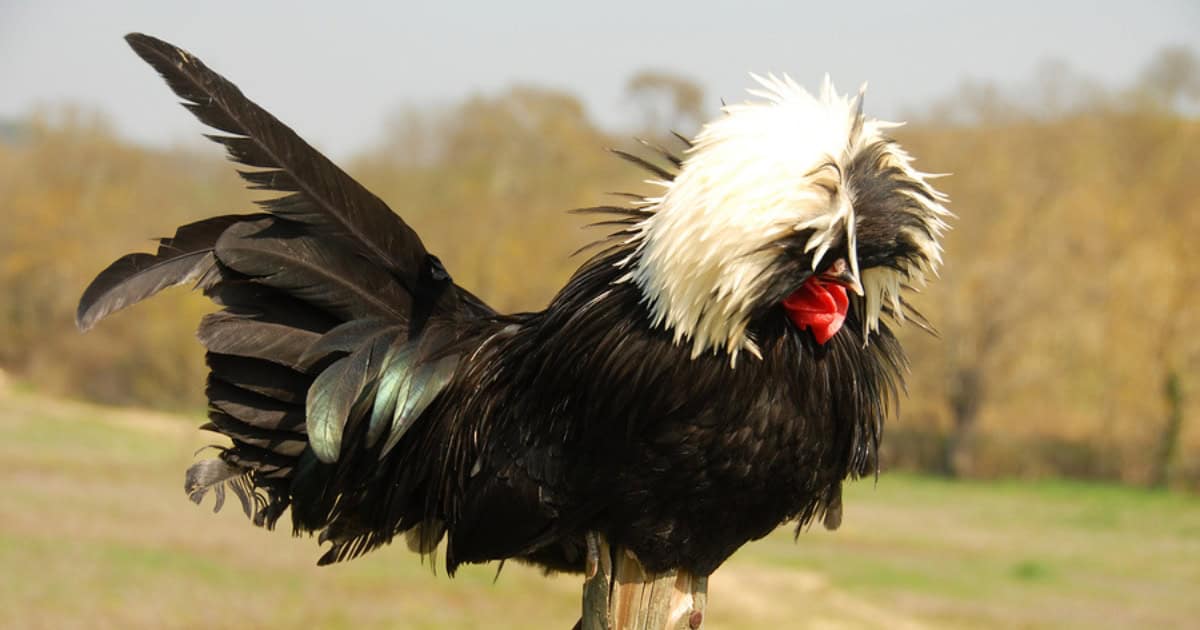 White Crested Black Polish Black Chicken Breed