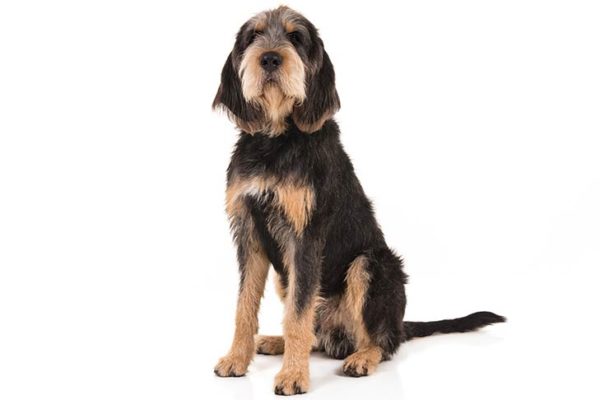 Otterhound Dog Breed