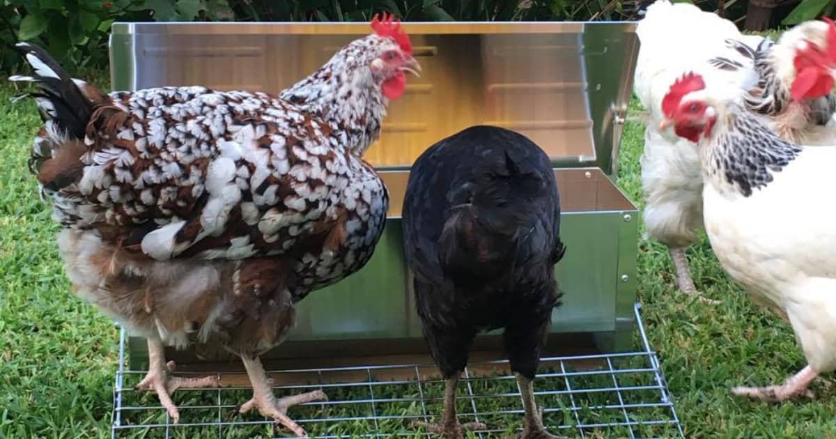 Automatic Chicken Feeder by Somerzby