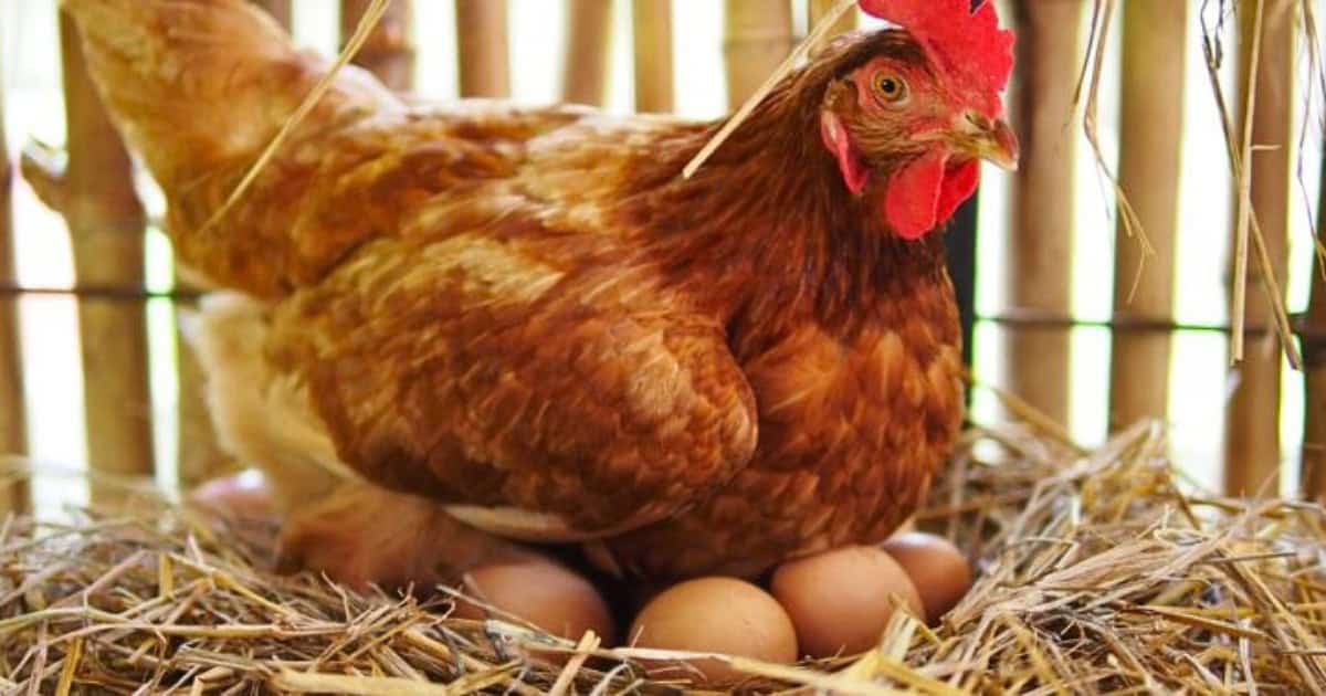 Best Chickens for fresh eggs