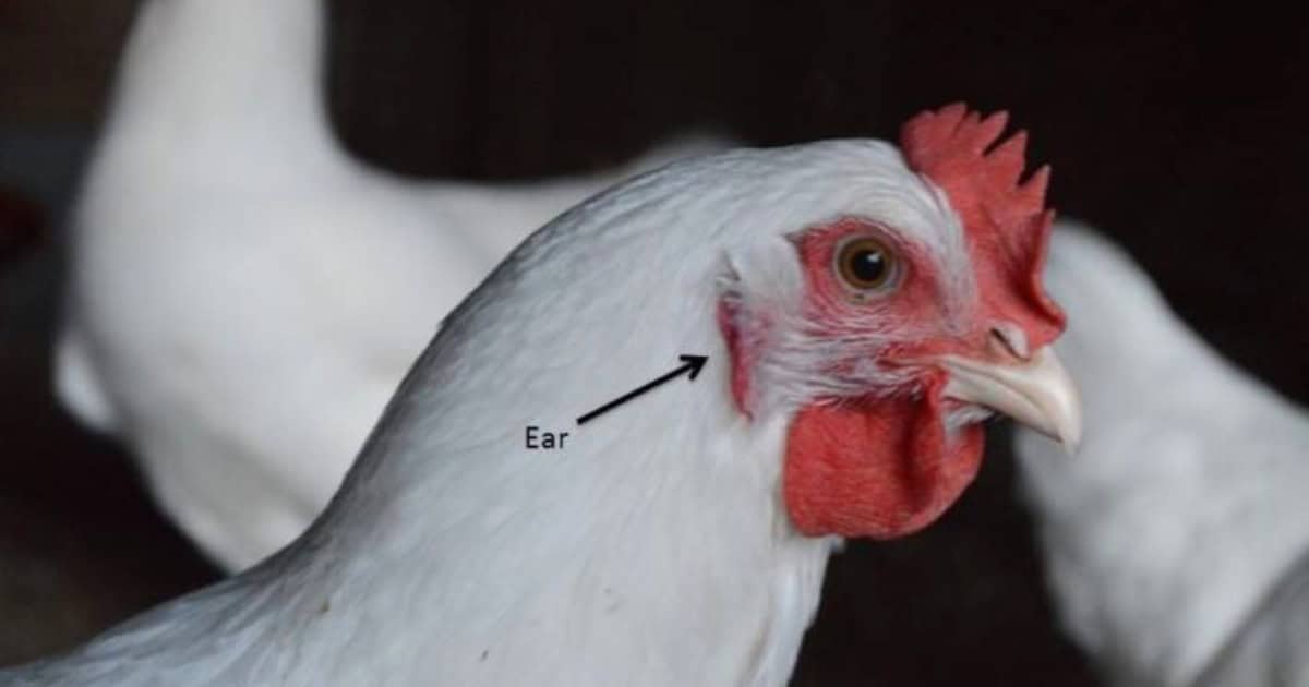 Chickens with red ear lobes are most likely to lay brown eggs