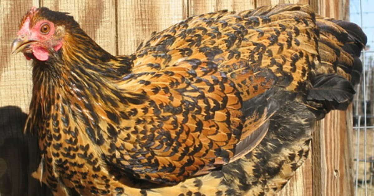 Java Chicken Breed