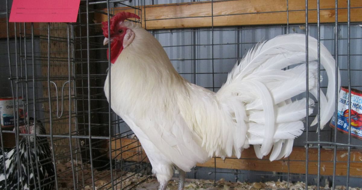 White Hamburg Chickens for white eggs