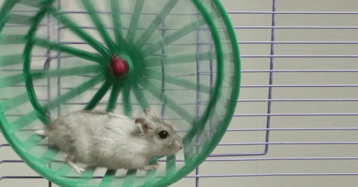 Rats Playing on Spinning Wheel