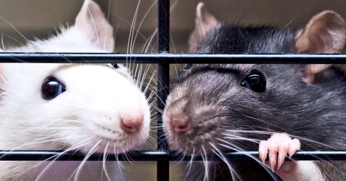 The Best Cages for Pet Rats