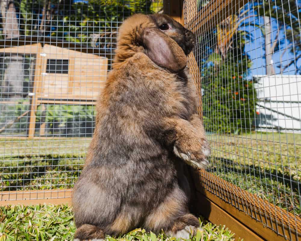 Cute Bunny Enjoying the Sun in the Estate