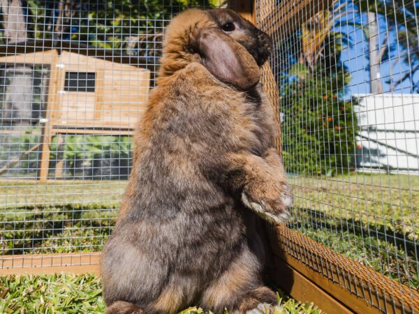 Cute Bunny Enjoying the Sun in the Estate