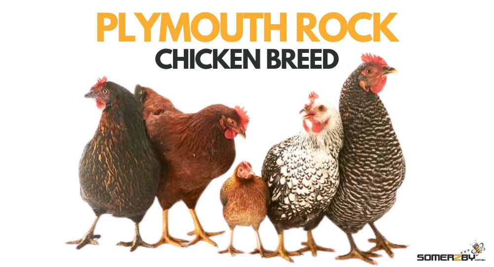 Plymouth Rock Chicken Breed