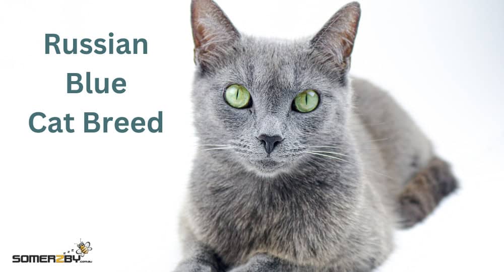 Russian Blue Cat Breed