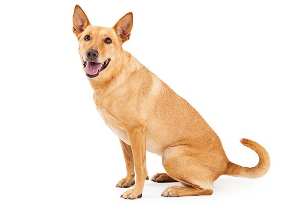 Carolina Dog