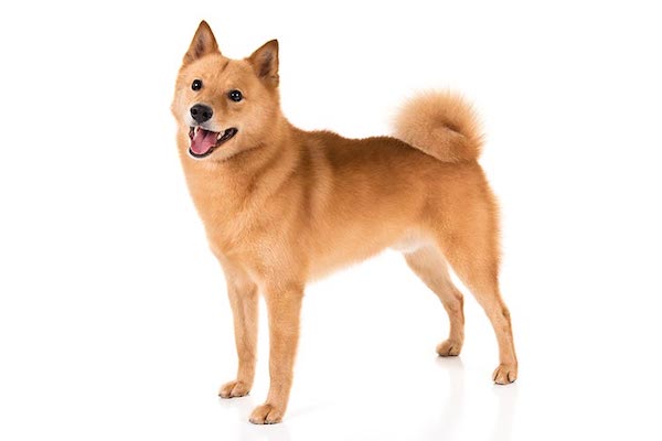 Finnish Spitz