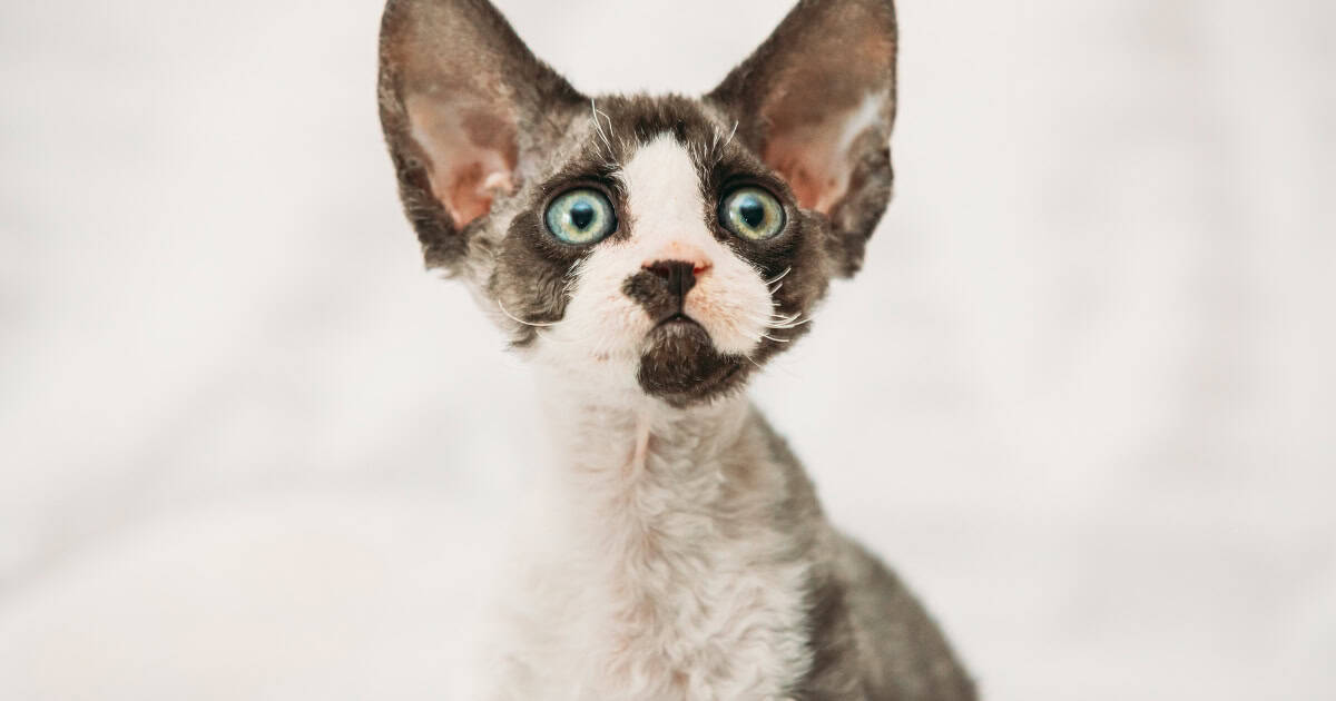Devon Rex cat