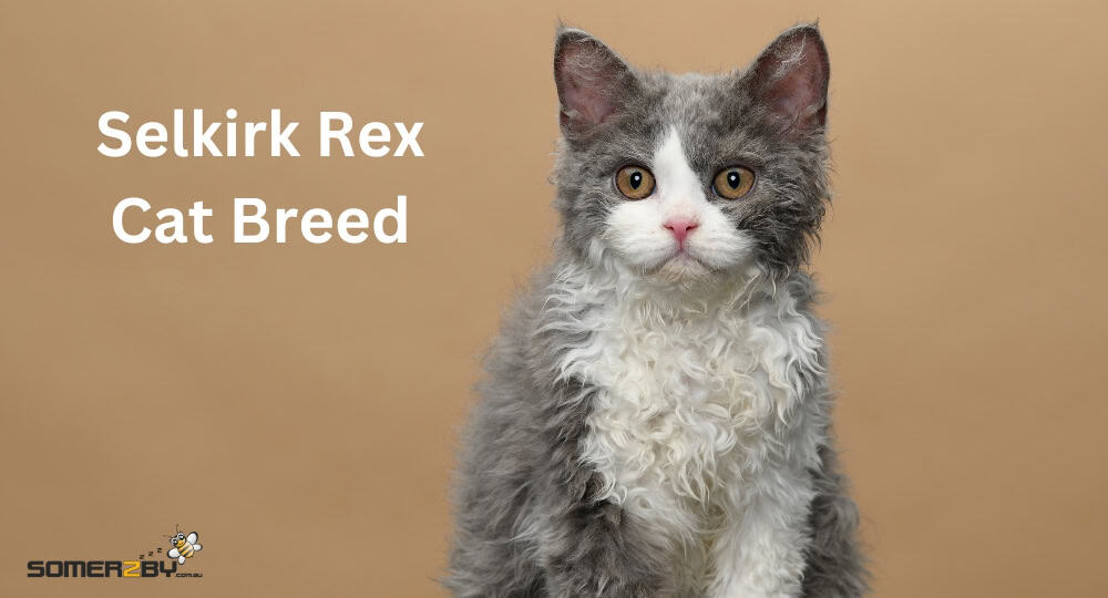 Selkirk Rex Cat Breed