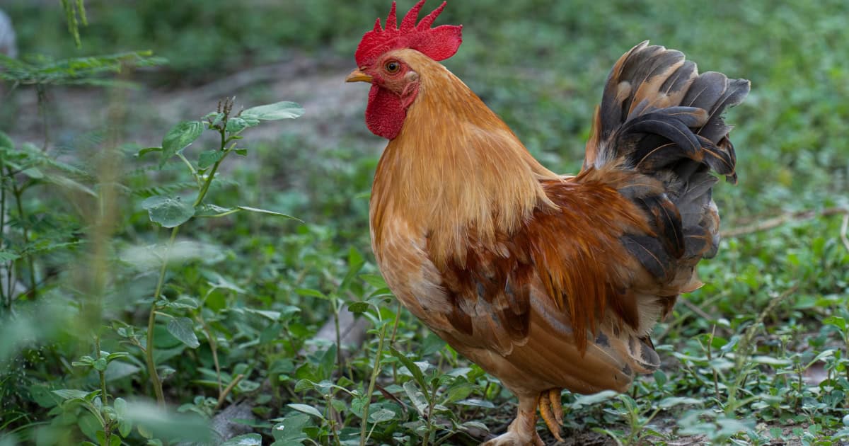 Bantam Chickens are smaller versions of the Original