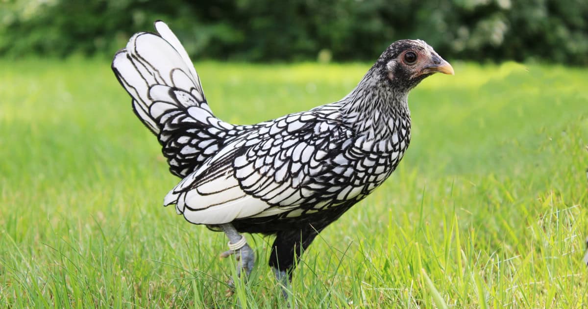 Bantam Variety