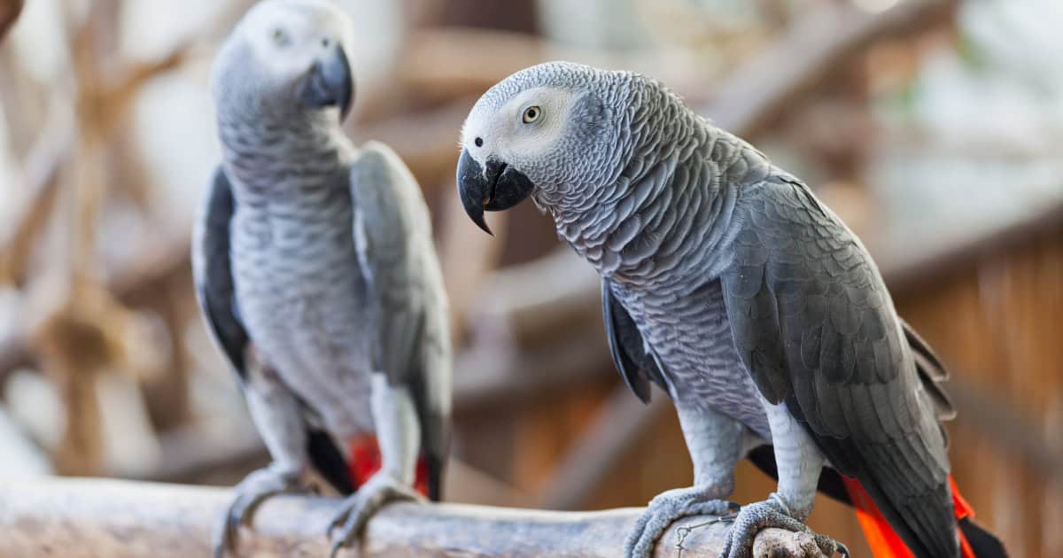 African Grey Parrot breed