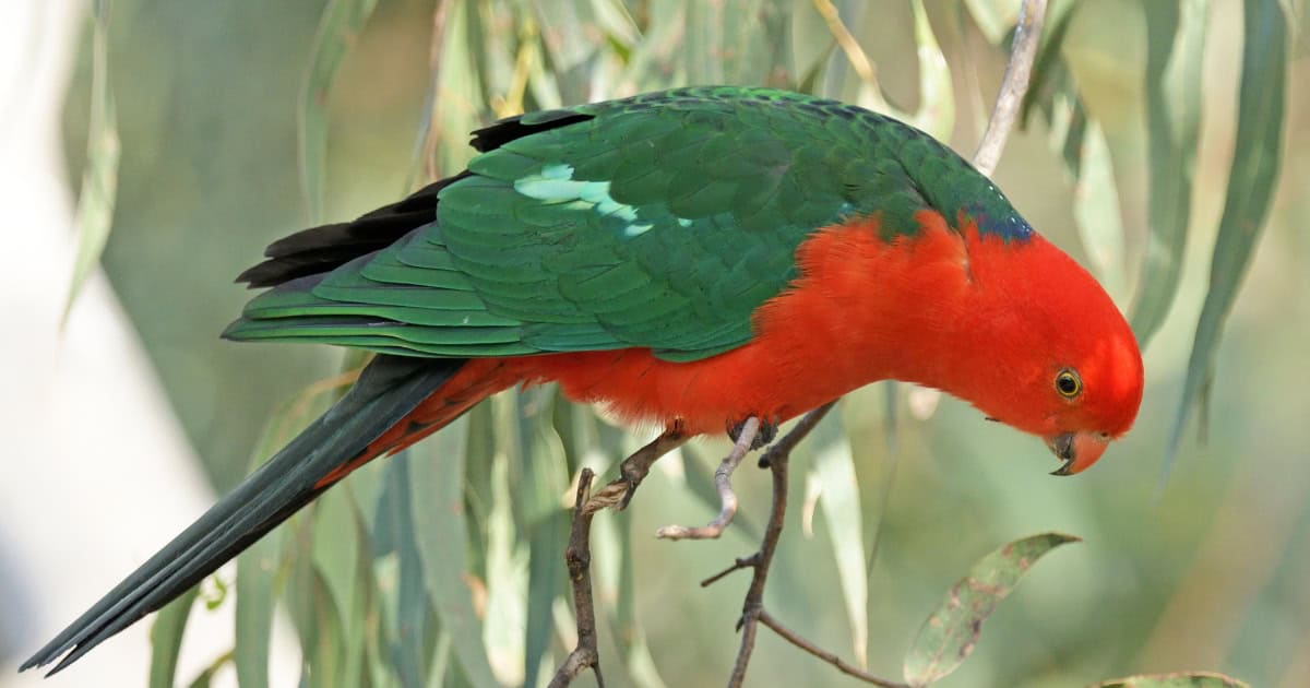 Australian King parrot breed