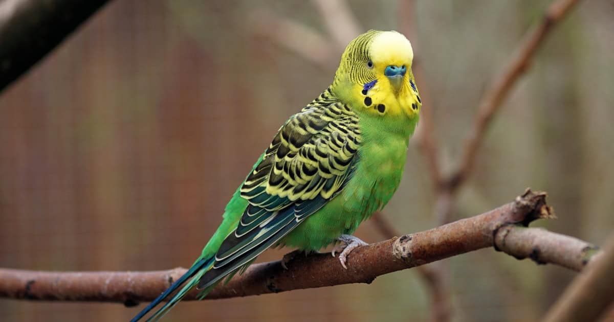 Budgie Bird