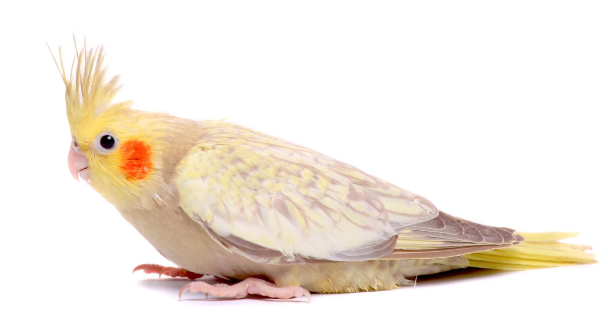 Cockatiel bird breed