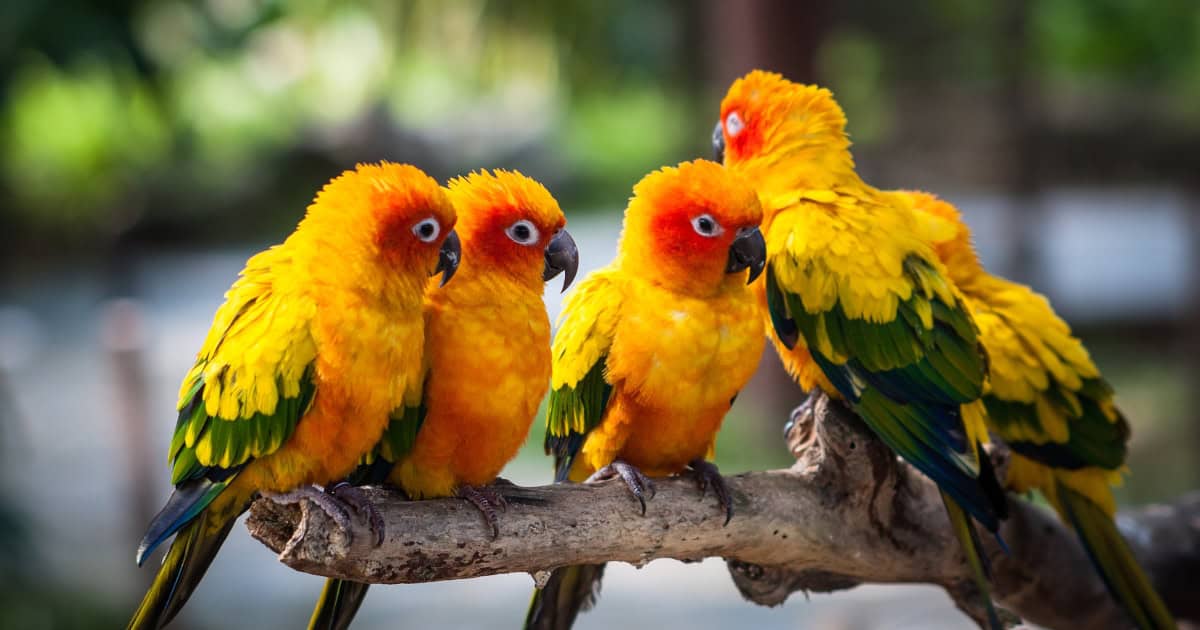 Conure breed
