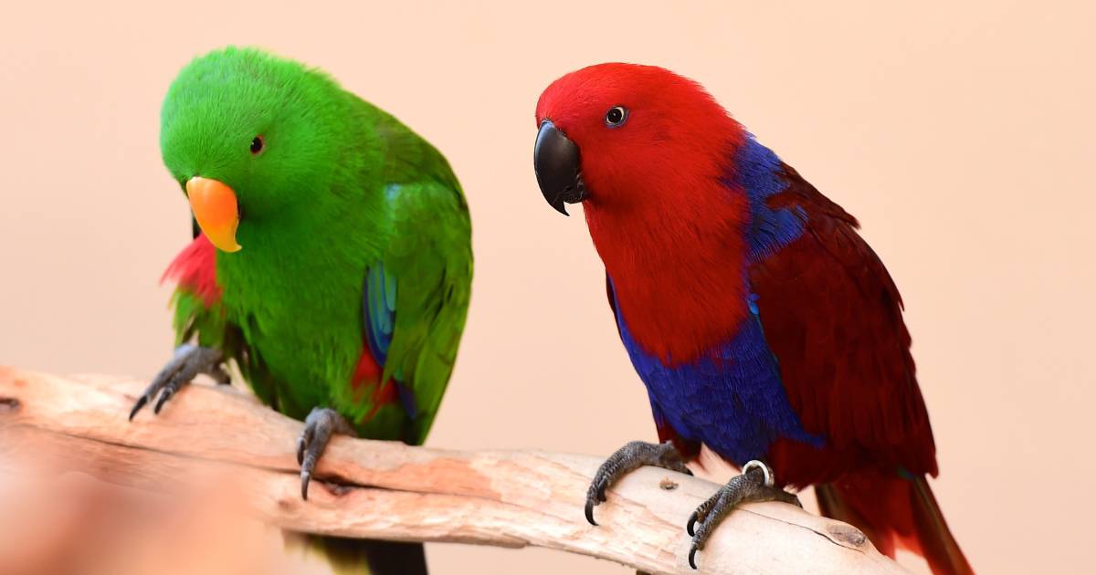 Eclectus Breed