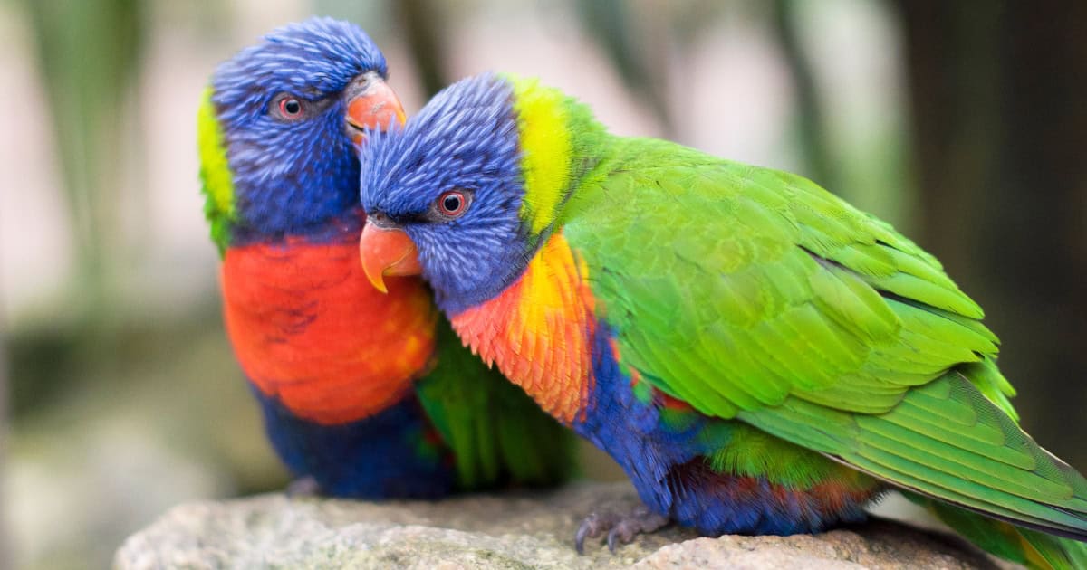 Lorikeet Breed