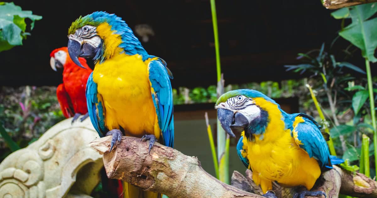 Macaws breed