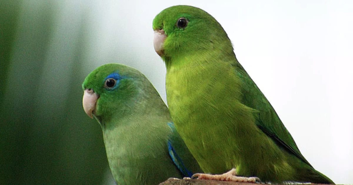 Parrotlets breed