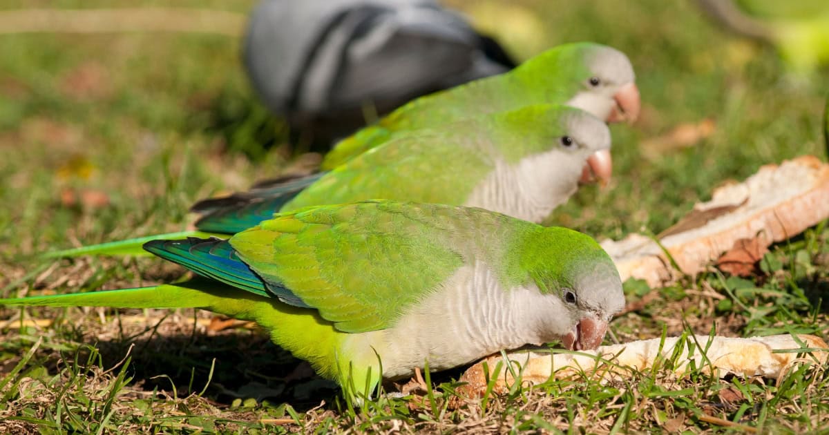 Quaker Parrot Breed