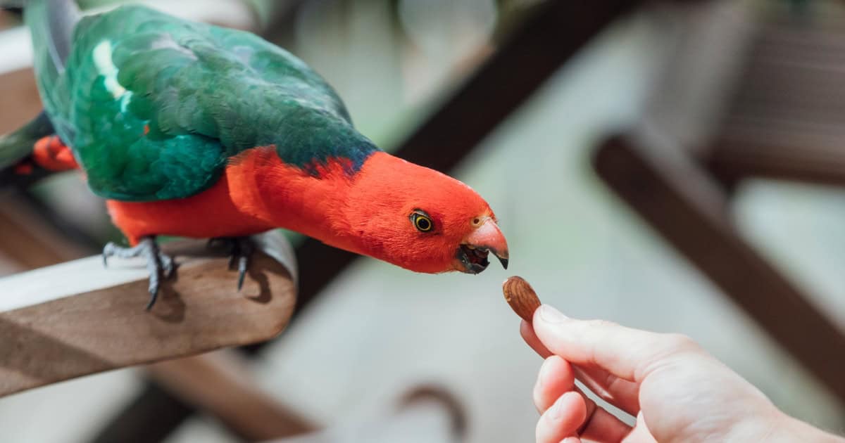 Australian king parrot being fed