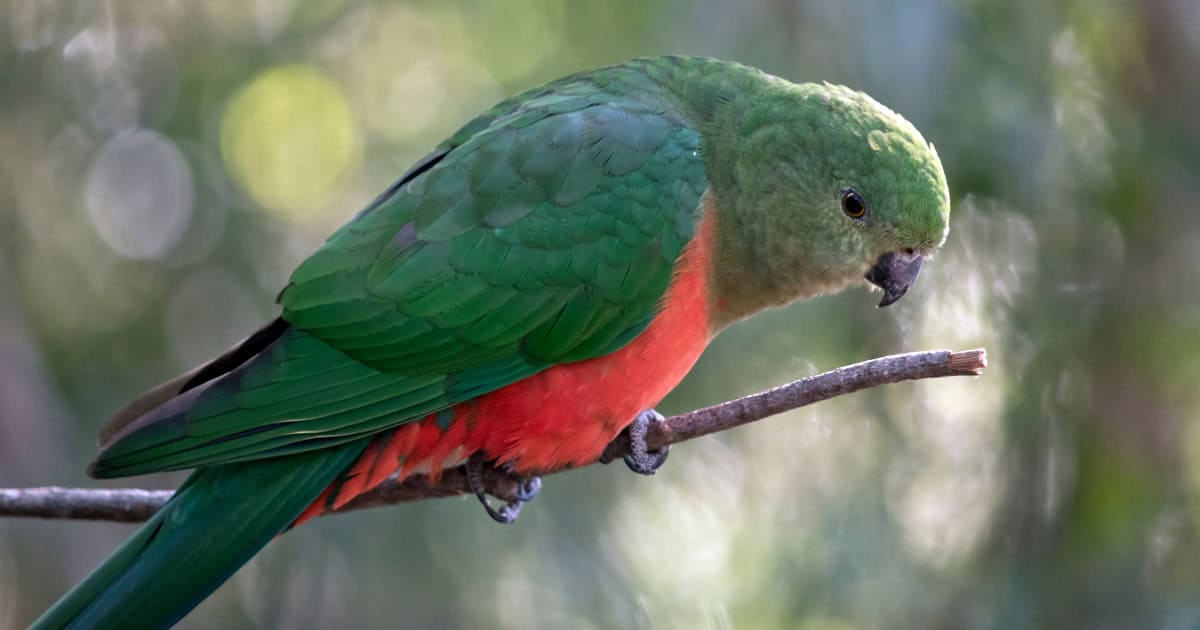 Female Australian King Parrot