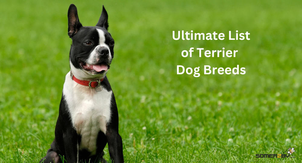 Ultimate List of Terrier Dog Breeds