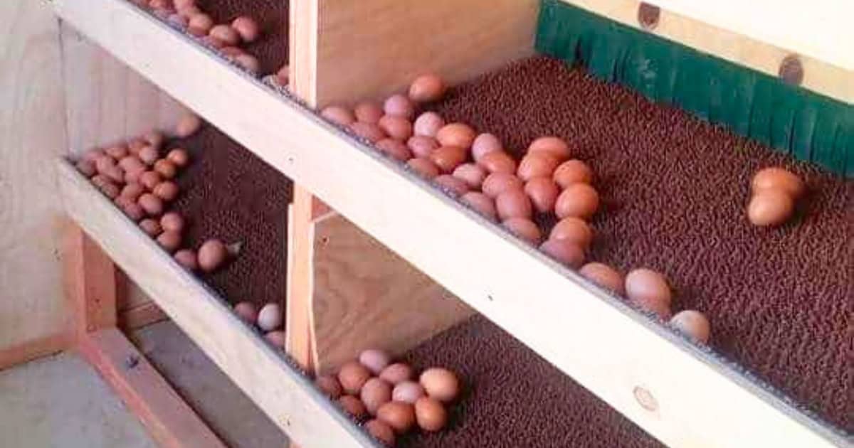 Eggs to roll towards the front or back of the nesting box