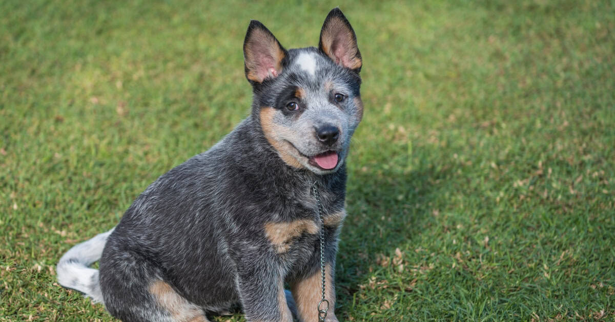 Australian Cattle Dog
