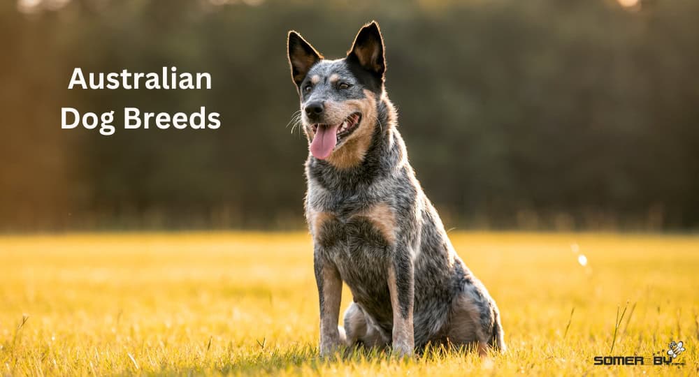 Australian Dog Breeds