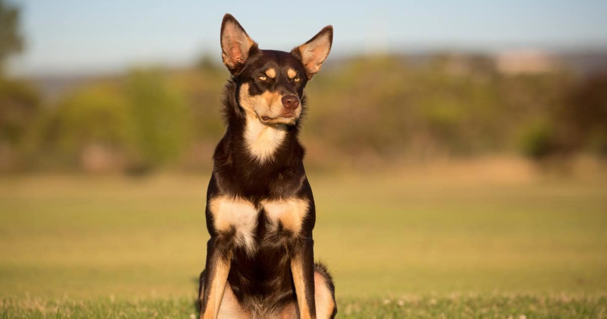 Australian Kelpie