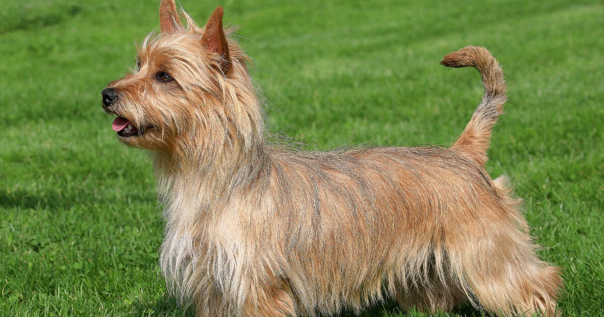 Australian Terrier